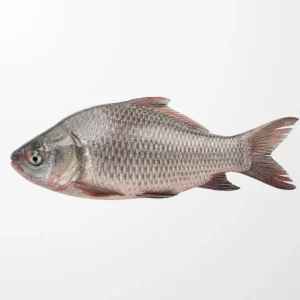 কাতলা মাছ